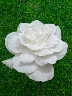 Small White Rose