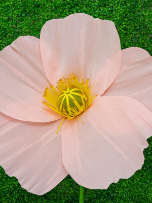 Pink Poppy