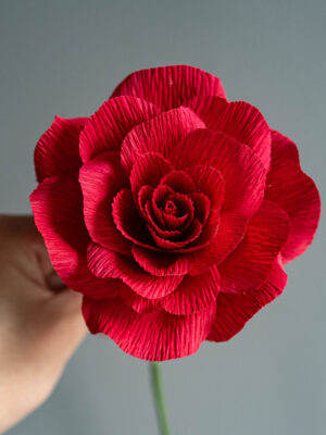 Red Rose