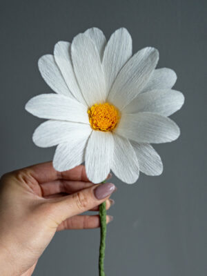 White Daisy