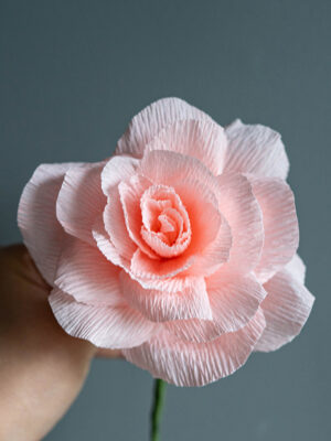 Peach Rose